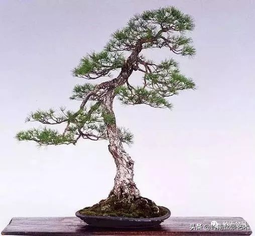 松柏盆景造型舍利,柏树盆景舍利制作全过程图解视频