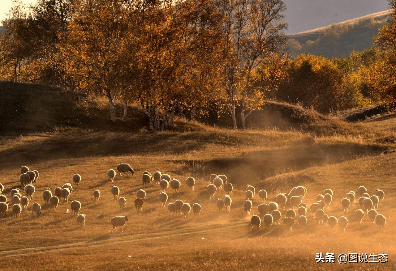 一口气看完塞罕坝全篇,参观塞罕坝有感1000字