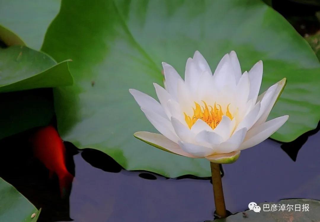 临河植物园景色,临河荷花景区