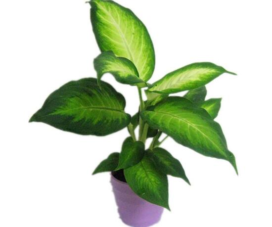 万年青长高了怎么修剪的视频,万年青的修剪方法详细图