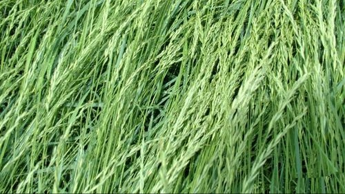 养羊草如何弄,羊养殖种植什么牧草