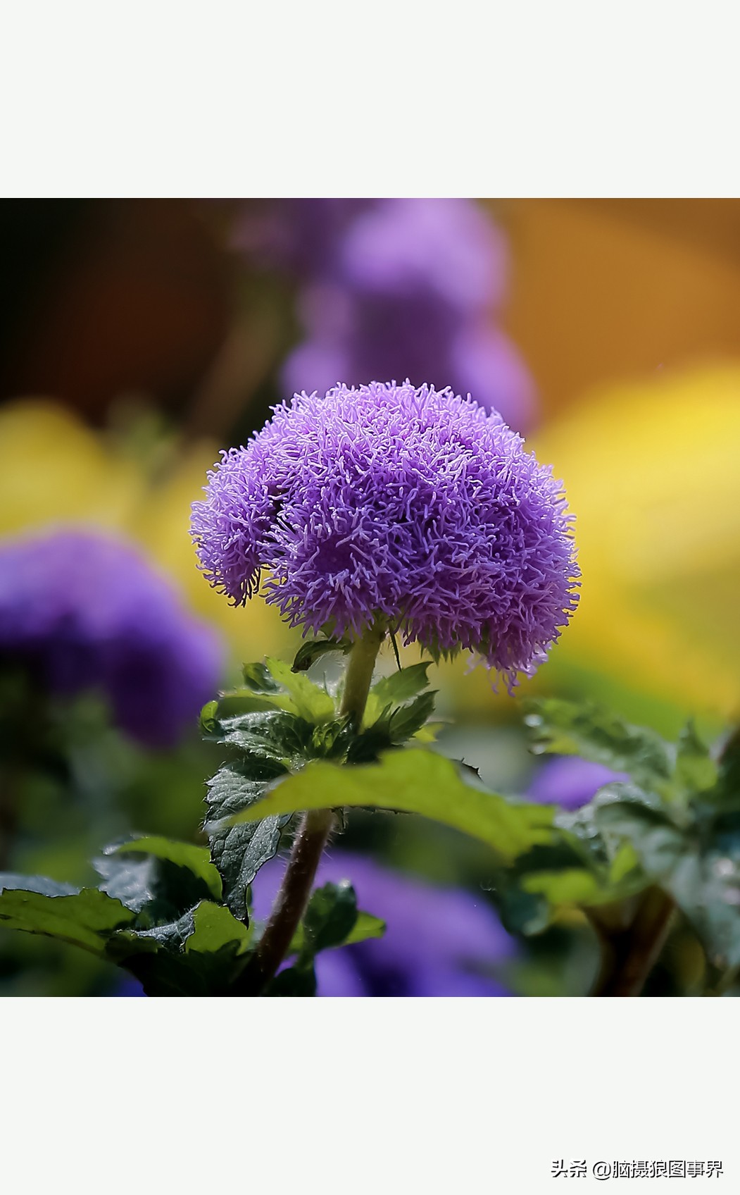 摄影虚化大光圈,佳能24-105镜头怎样拍出虚化效果