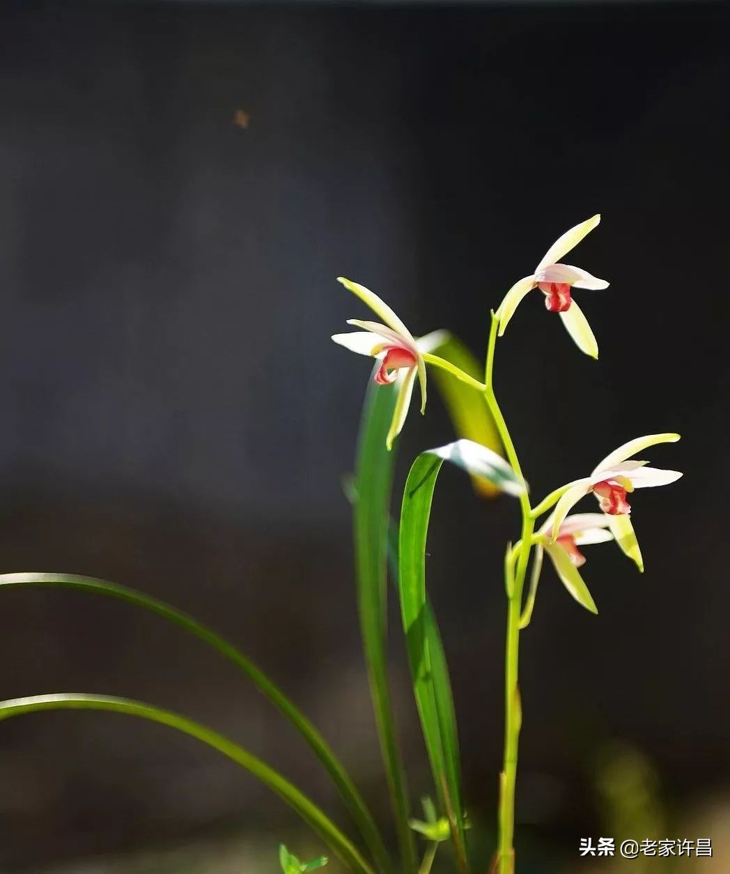 与青兰语：一位爸爸的心声