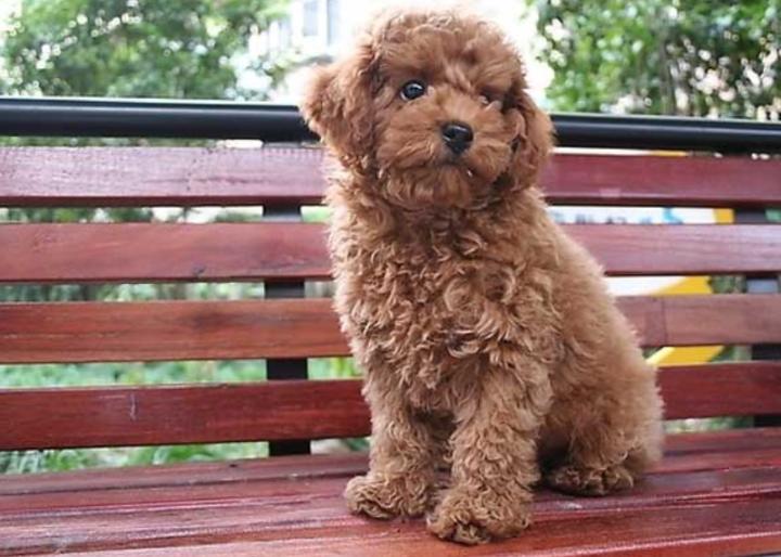 泰迪生癣怎么治,泰迪狗得了猫癣怎么治疗