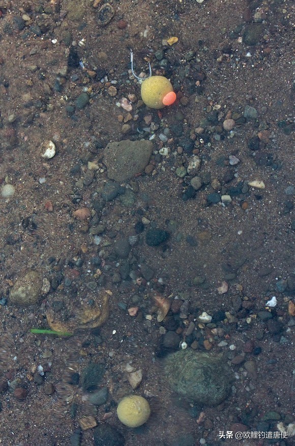 话说欧鲤钓组全集,欧鲤钓法pva