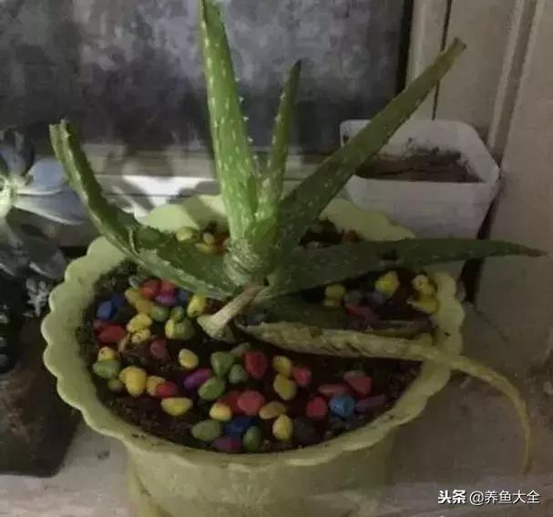 花卉冻伤怎么补救,春天浇水冻伤花根怎么修复