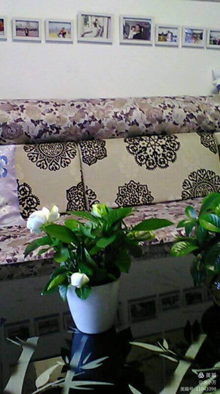 栀子花开歌曲歌词,栀子花开歌曲完整版