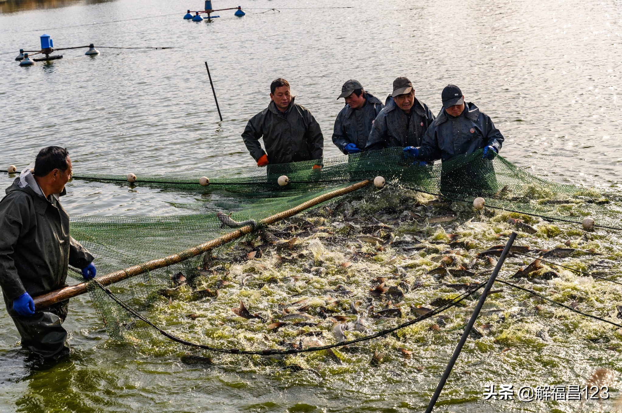 农村承包鱼塘养鱼一年能赚多少钱,5000亩的鱼塘养鱼一年能挣多少钱