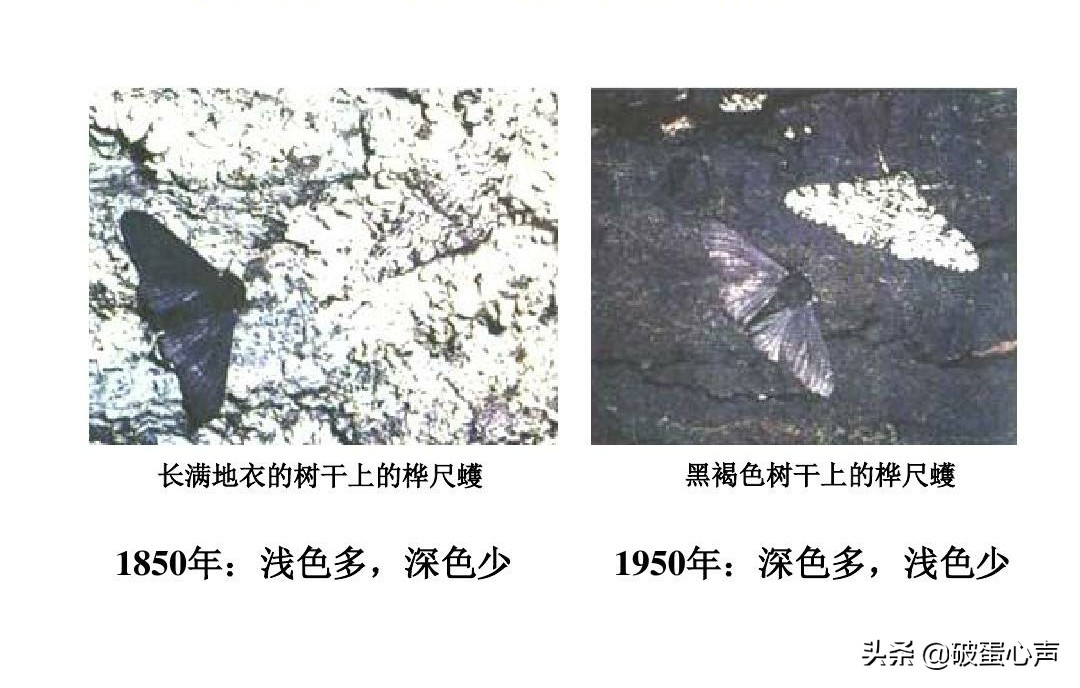 用皮肤看“视界”?谁说不可能,“变色专家”桦尺蠖自有小妙方