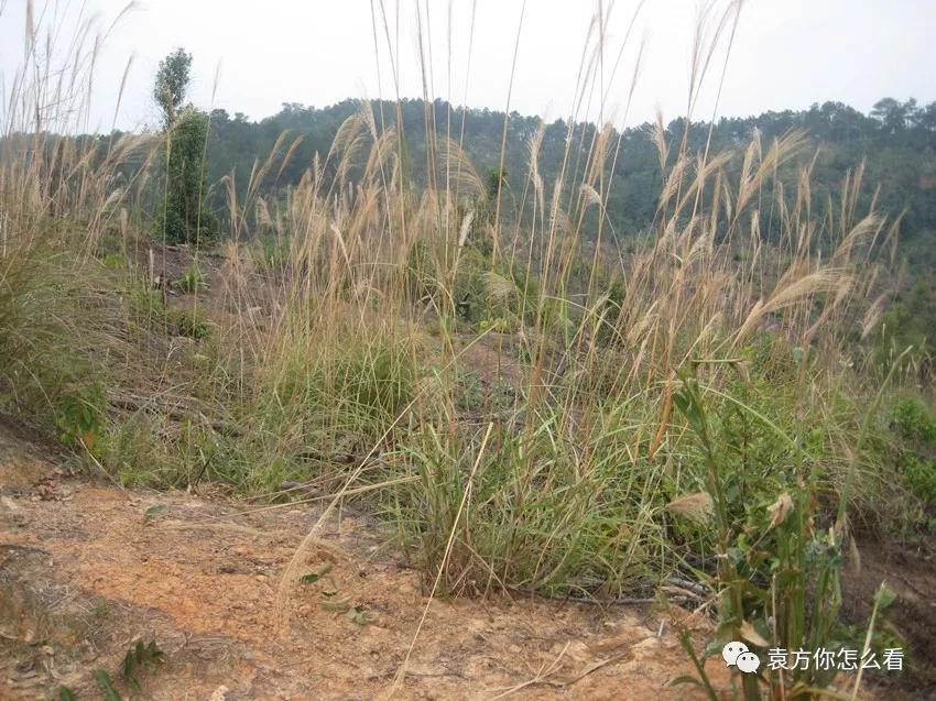 兴平杨村·故乡在唢呐声中渐行渐远