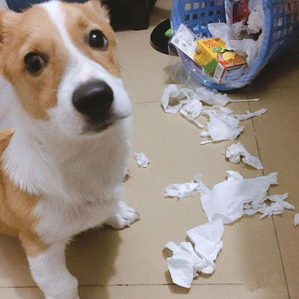 盘点狗界五大败家子你敢养吗,狗界最怂的6种狗有危险溜得很快