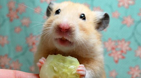 仓鼠玩跑球有什么危险,仓鼠跑球到底好不好