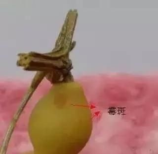 手串发霉了怎么办,手串发霉是怎么回事