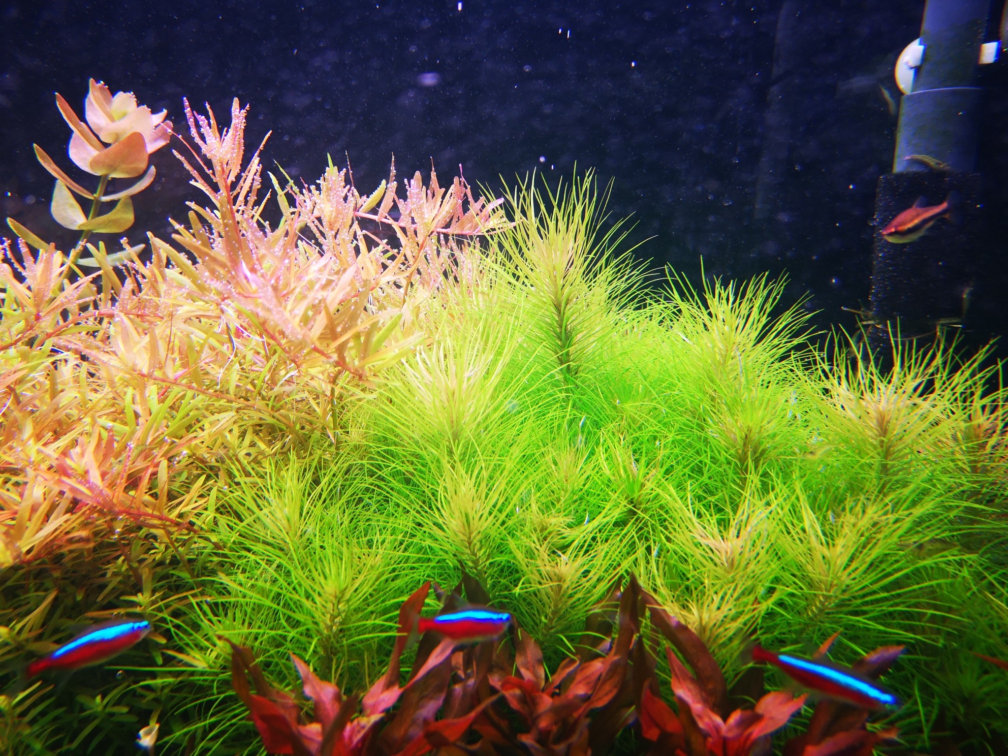 怎样养水草入门,怎样养水草才能养得好