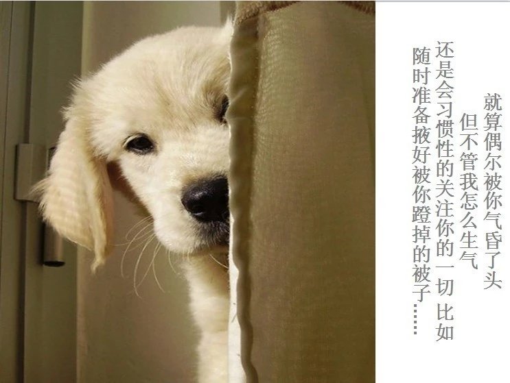 我只想说声爱你,只想再爱你一次