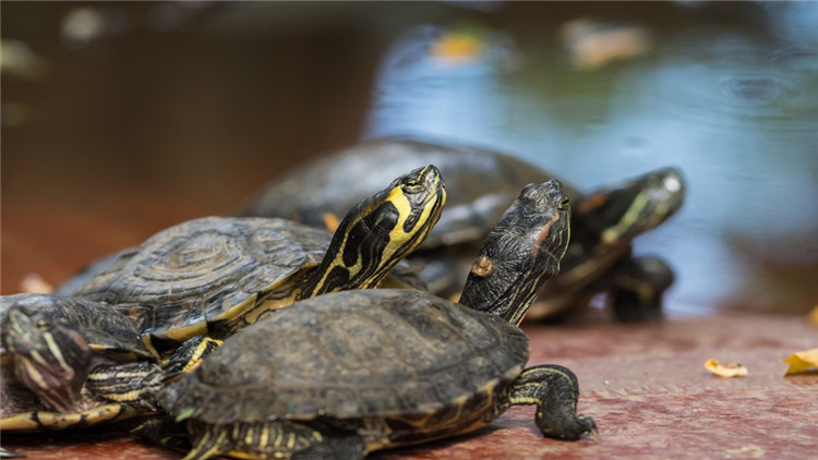 乌龟不吃东西有什么解决方法,乌龟不吃东西解决方法