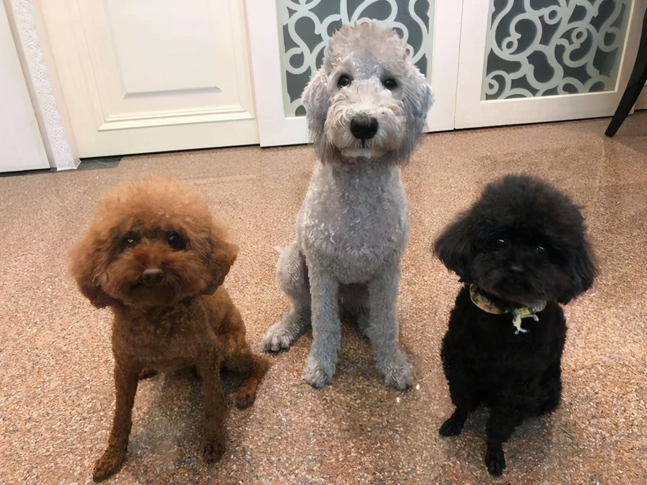 狗狗最初是白毛现在变黄怎么回事,刚一个月的狗狗毛是白黄的正常吗