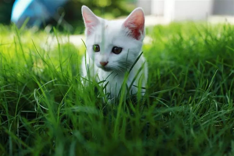 猫草并非“灵丹妙药”,过量食用存在四点缺陷,铲屎官需谨慎!