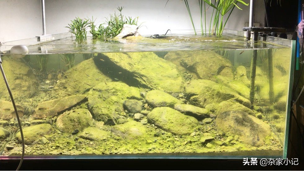 原生缸加热推荐,不用过滤器的原生缸