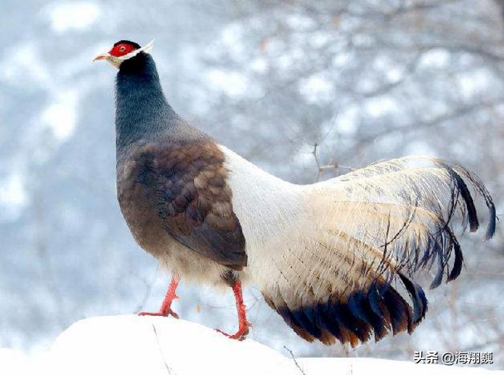 山海经第五卷小说,山海经第五篇