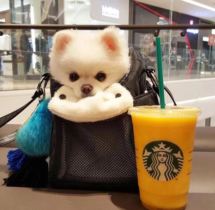 儋州宠物博美,博美小百科