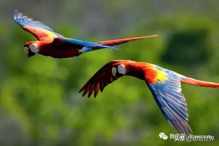 飞翔的彩虹鸟,飞翔的鹦鹉绿幕素材