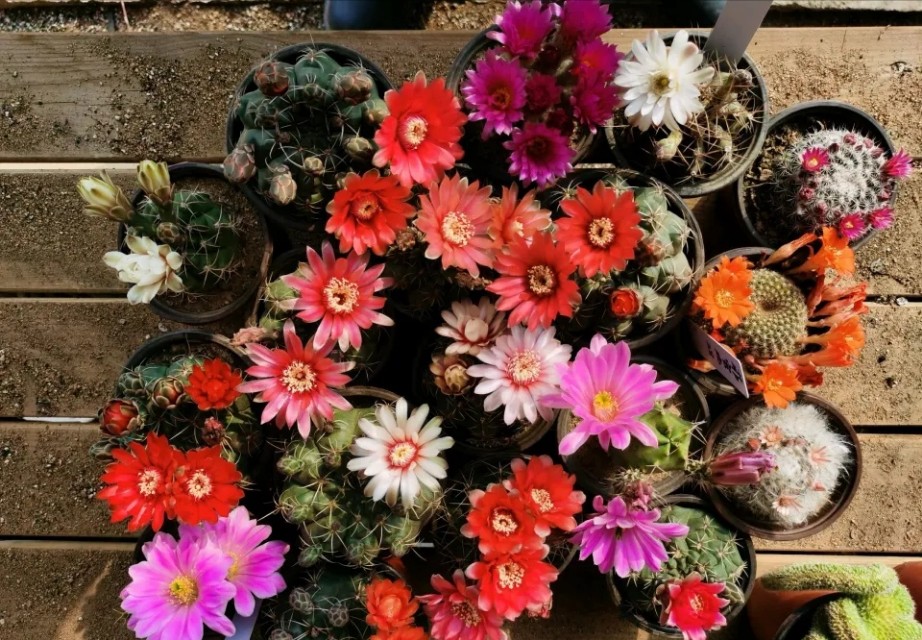 怎么养好仙人球才能开花,怎样养护仙人球才开花