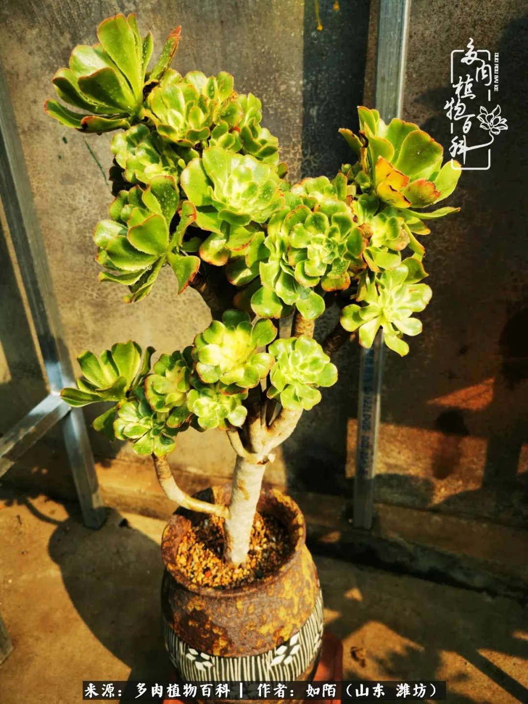 凤凰涅槃，浴火重生！多肉法师圣斗士们的秋天！（附养护经验）