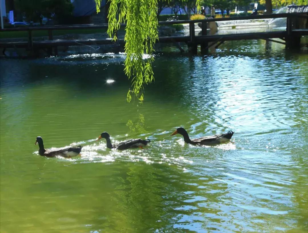 高考志愿@为什么报考对外经济贸易大学？