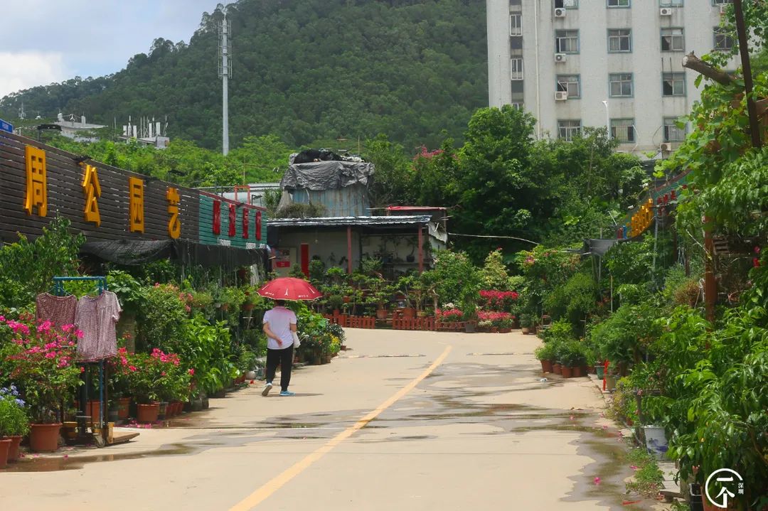 深圳布吉房租走势,布吉租房大概是什么价位