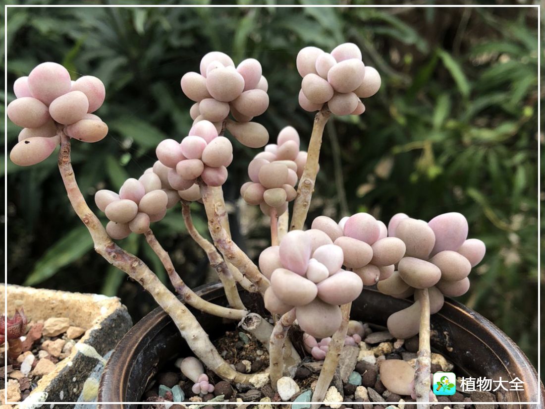 多肉植物艾伦视频,多肉植物艾伦价位
