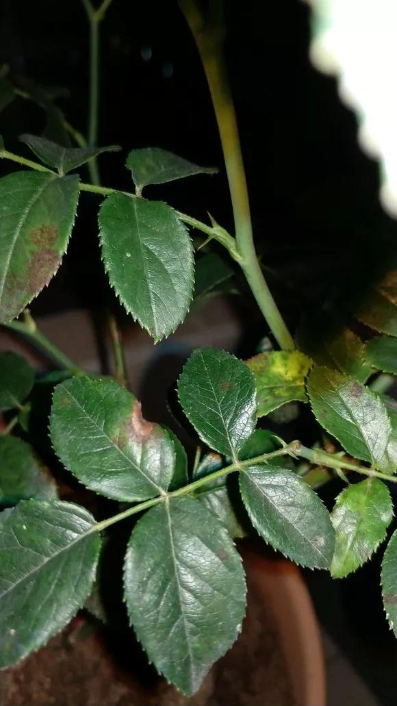 水养花怎么杀虫最快,三角梅生虫自制杀虫水