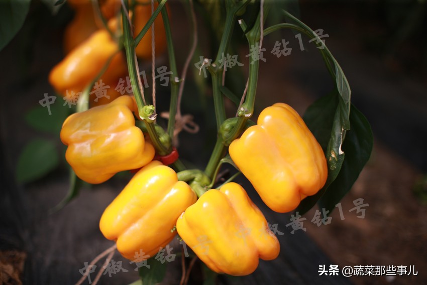 中国十大辣椒产地排名,辣椒有哪几种种类