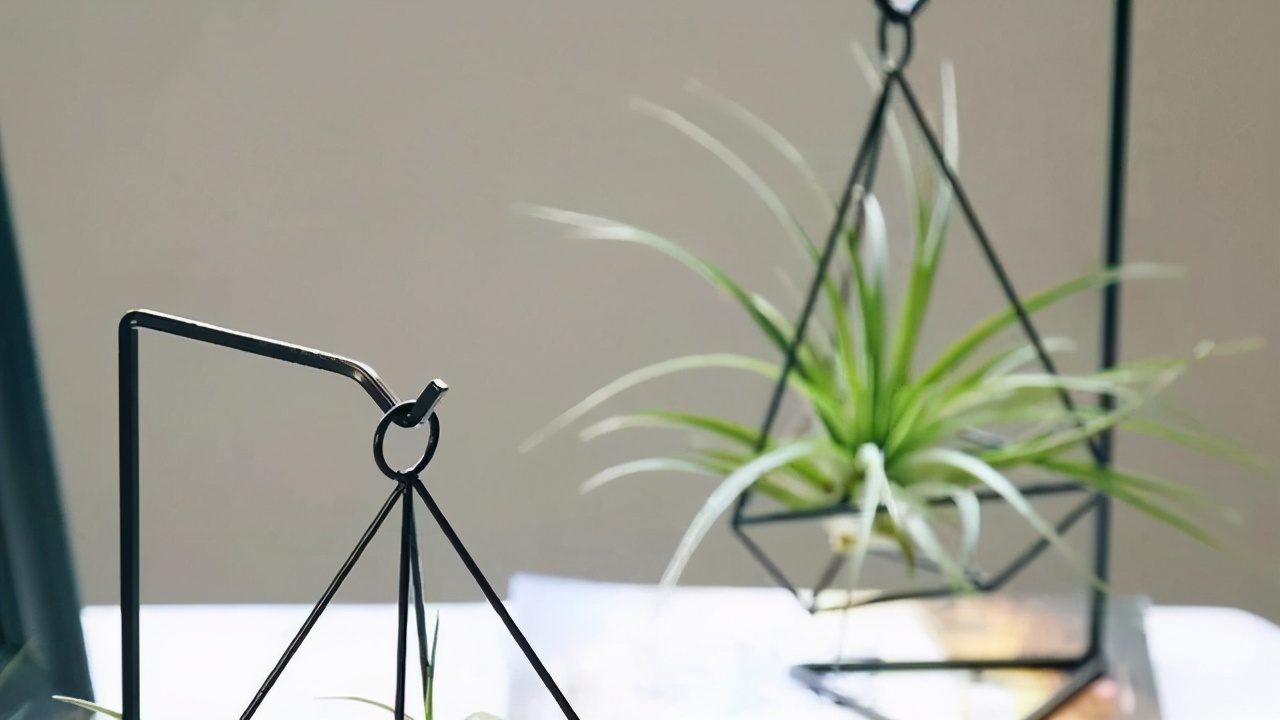 办公室室内盆栽品种有哪些,办公室寓意最好的十大盆栽