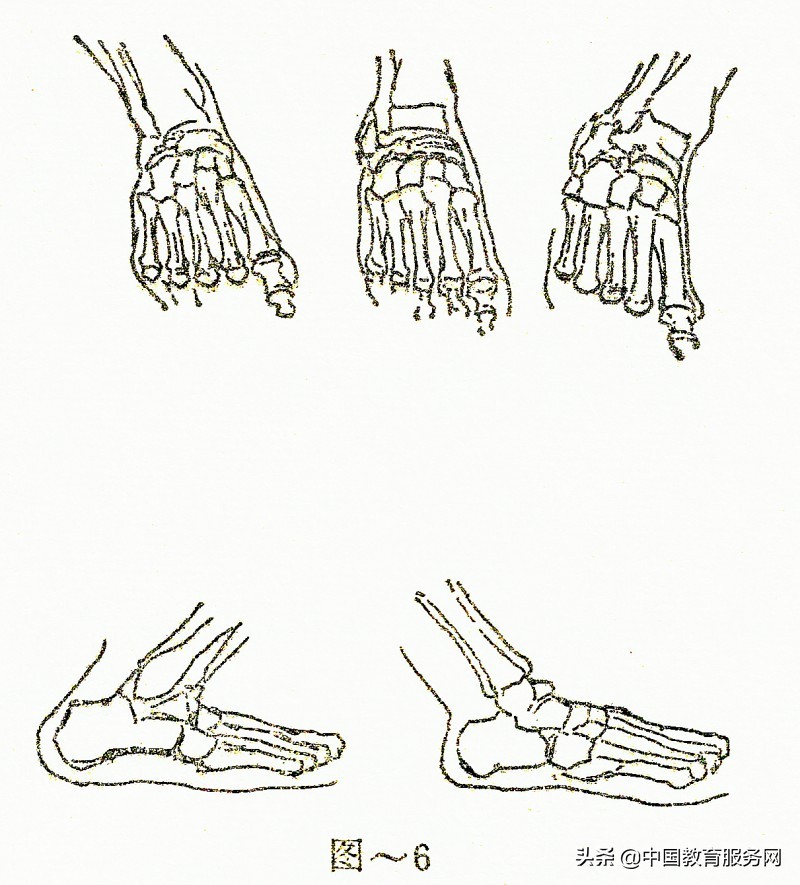 擒拿格斗的运动规律和人体的解剖结构