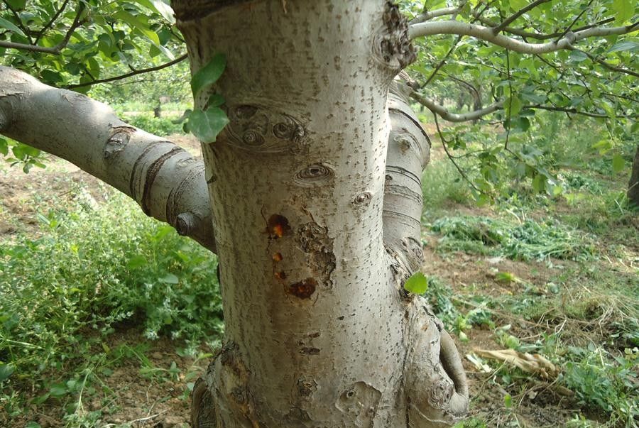 苹果粗皮轮纹病和腐烂病的区别,苹果轮纹病用什么药治疗