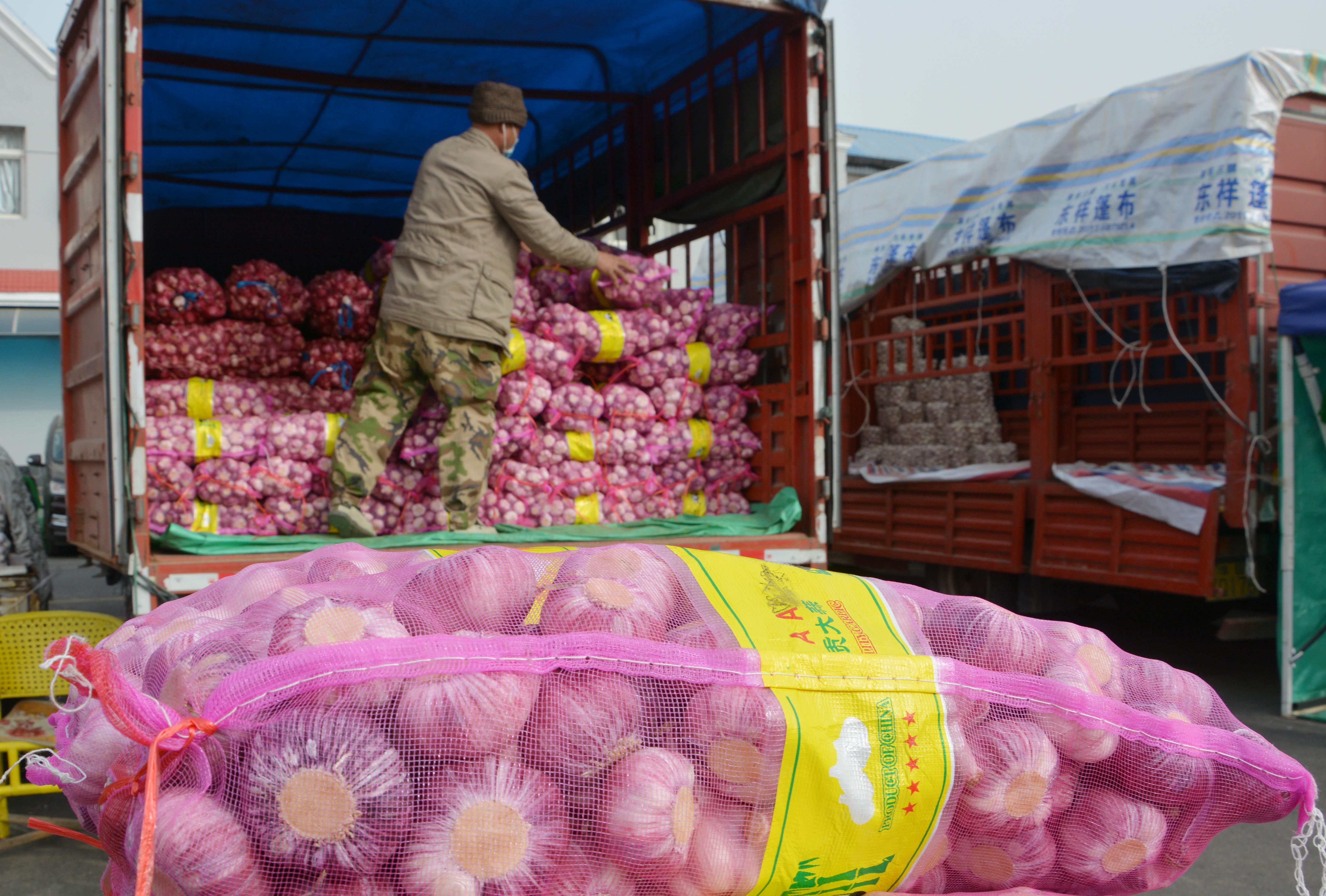 大蒜蒜苔行情分析,新蒜苔批发