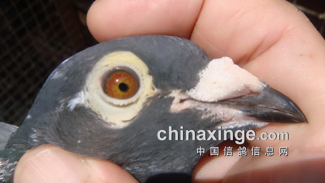 上海七旬老将的光耀：超远程结硕果公棚斩佳绩