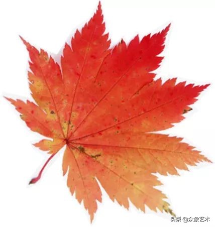 如何制作干花片,如何制作干花花束