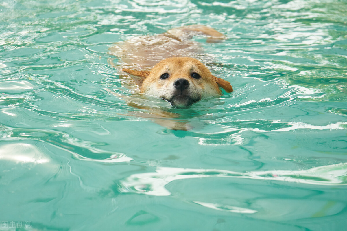 因表情包走红网络,网红柴犬表情包我只想拥有快乐