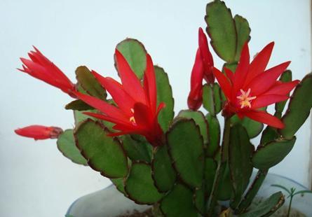 假昙花蟹爪兰仙人指哪个开花期长,仙人指和蟹爪兰的花有什么区别