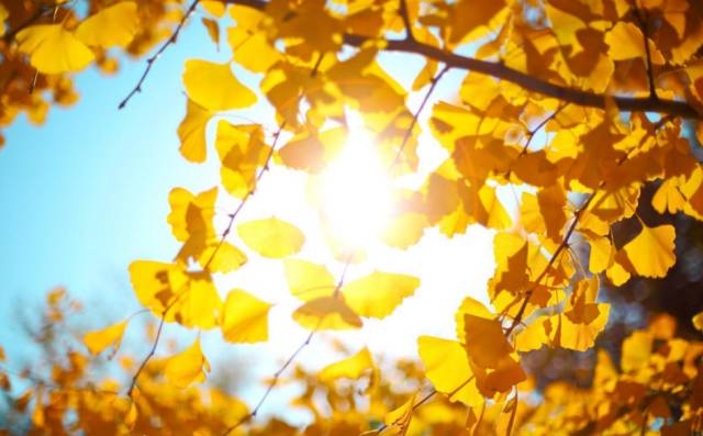 温州秋冬的银杏树确实美,温州最原生态银杏