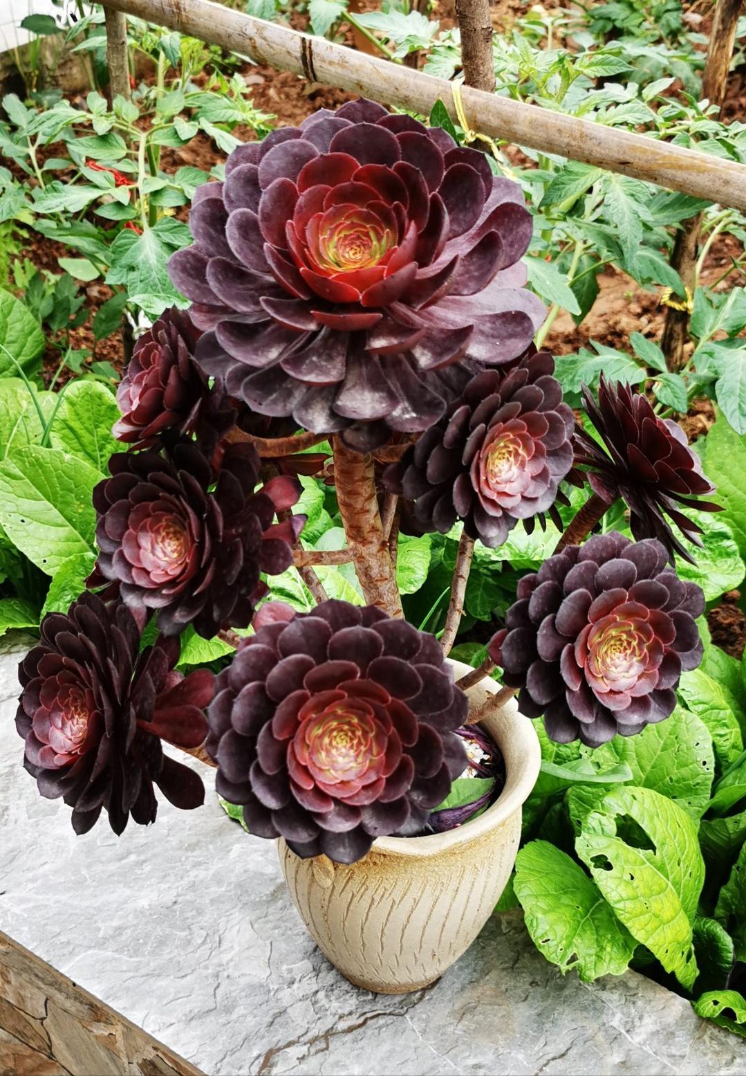 多肉法师梅花朵朵缀化,多肉万圣节法师怎样才能缀化