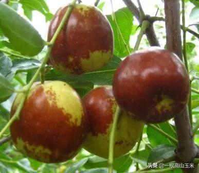 河南省特产新郑红枣片,新郑红枣价格去哪买