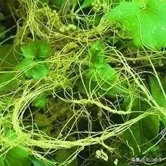 戈壁当中最常见的植物,在野外都能捡到的稀有植物