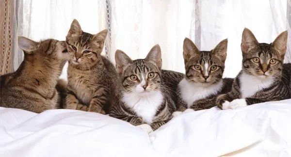 两只猫猫打架怎么处理,家里的两只猫总是打架