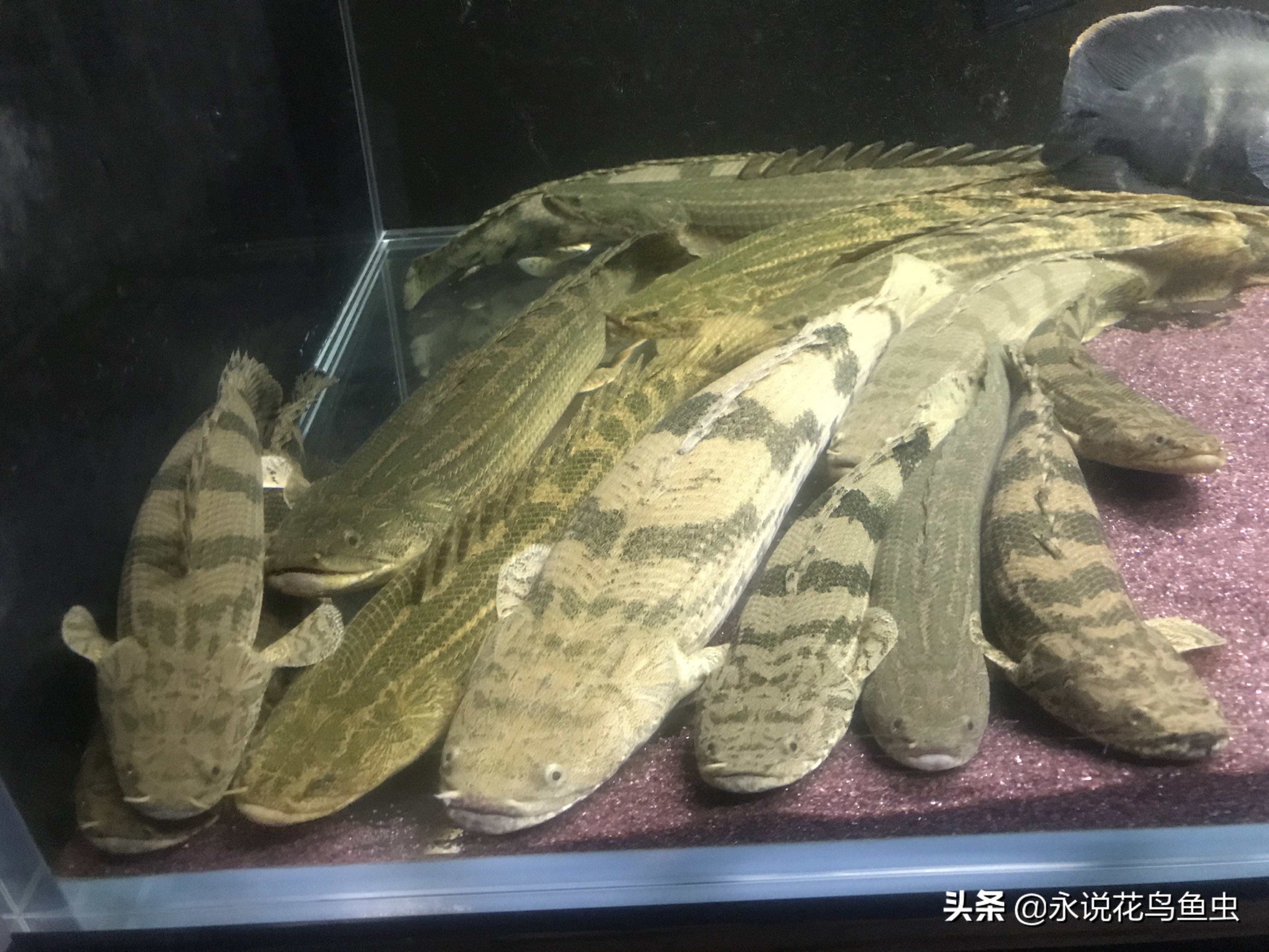 冷门大型恐龙鱼养殖方法,热带鱼淡水鱼养殖方法