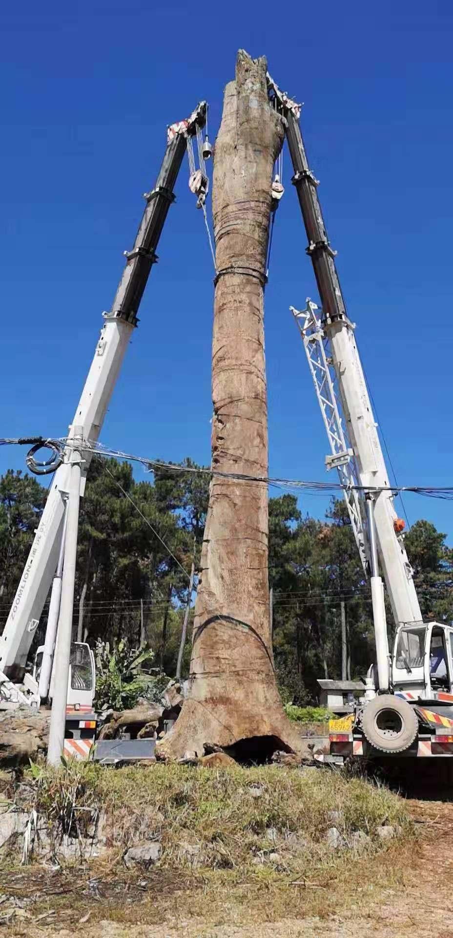 金丝楠木阴沉木和枯木有什么区别,金丝楠木阴沉木为什么夜里香味重