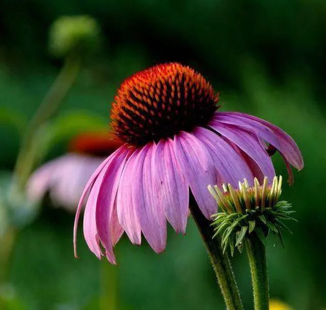 雨水花园植物区,雨水花园水生植物