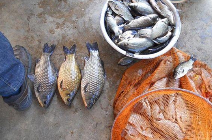 大板鲫的特效饵料,大板鲫最好用的饵